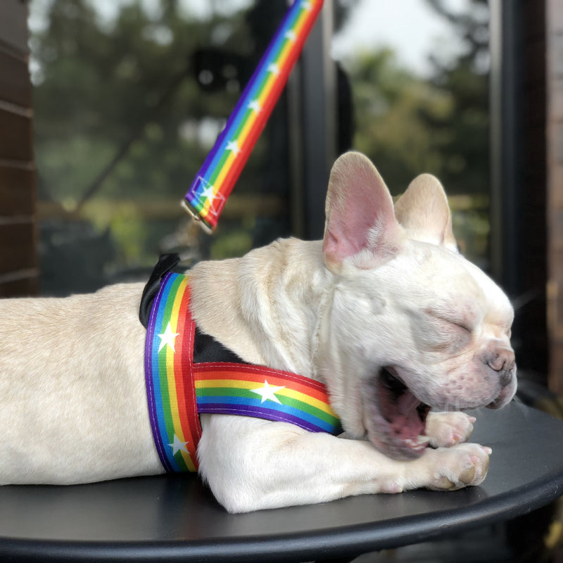 Rainbow Harness + Leash