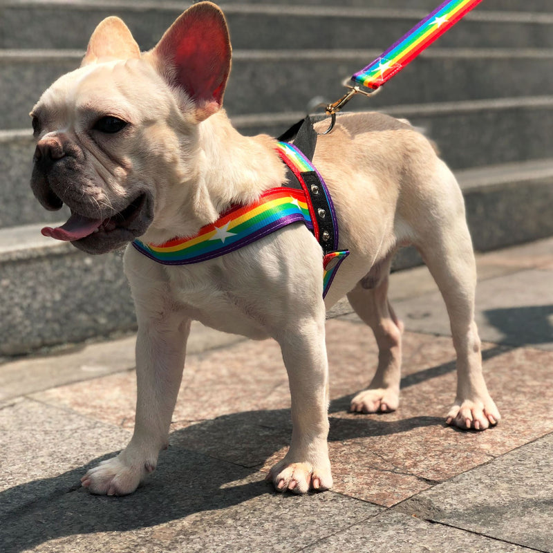 Rainbow Harness + Leash