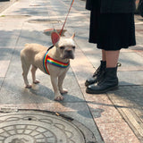 Rainbow Harness + Leash