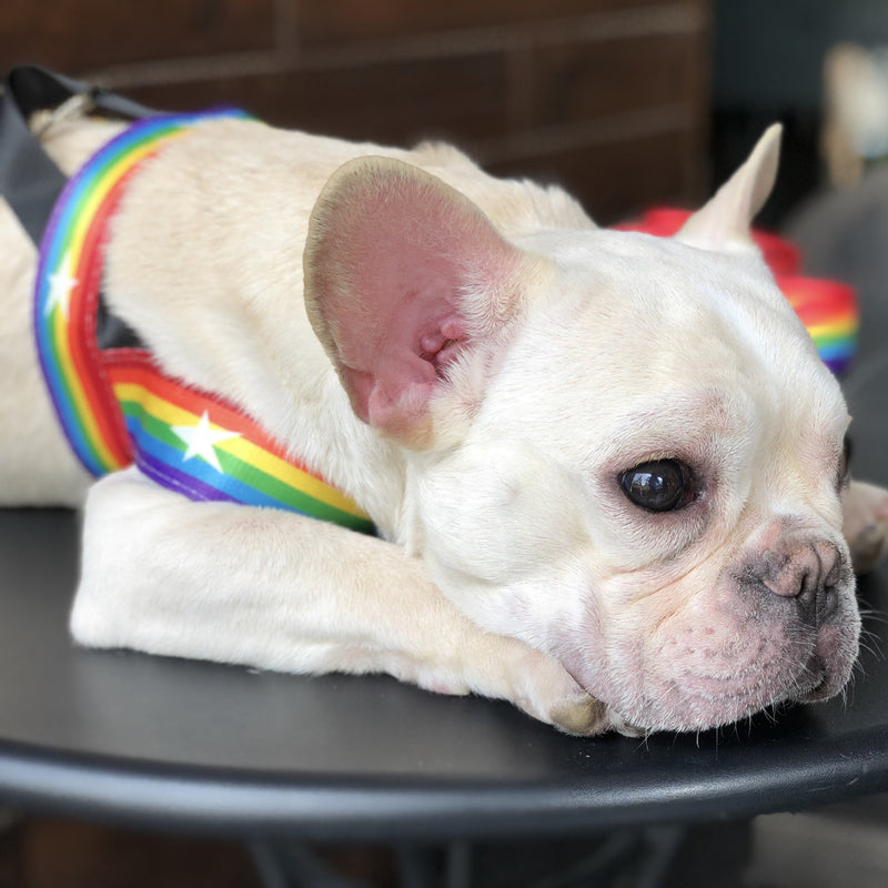 Rainbow Harness + Leash