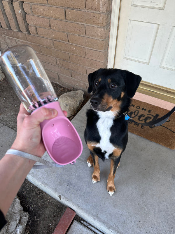 Portable Pup Water Dispenser