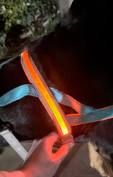 LED Dog Leash + Collar + Harness