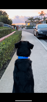 Leopard LED Pup Collar