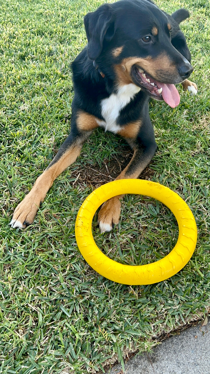 Dog Toy Ring