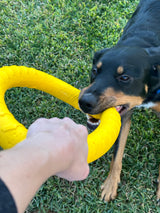 Dog Toy Ring