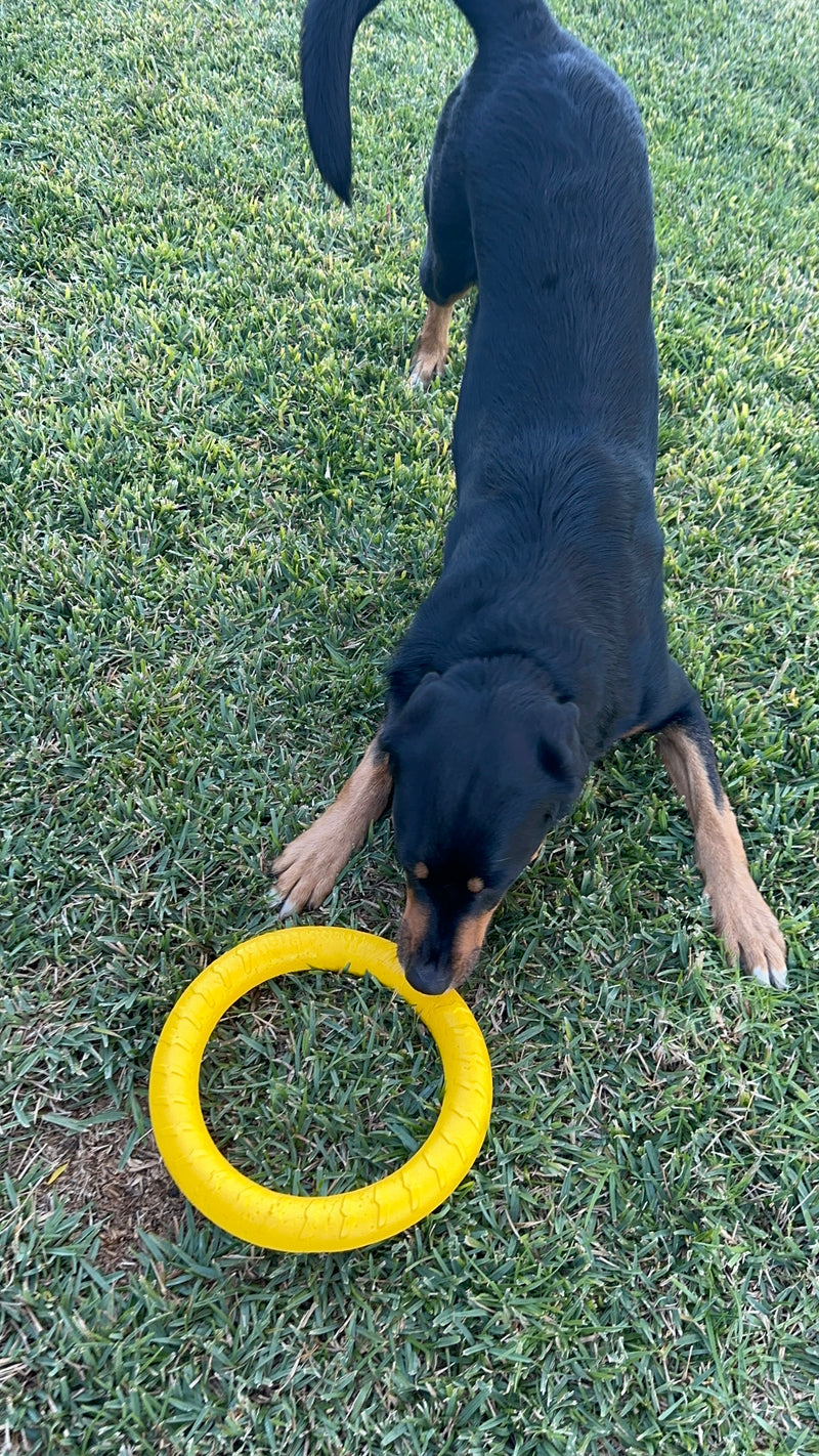 Dog Toy Ring