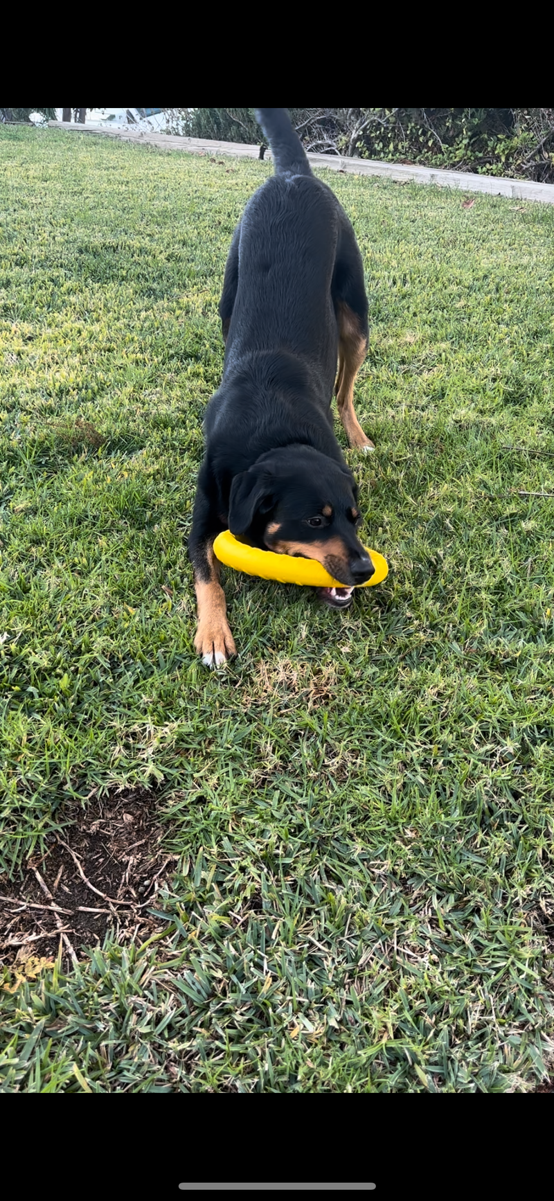 Dog Toy Ring