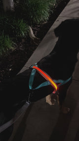 LED Dog Leash + Collar + Harness