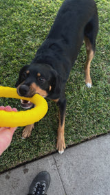 Dog Toy Ring