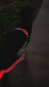 LED Dog Leash + Collar + Harness