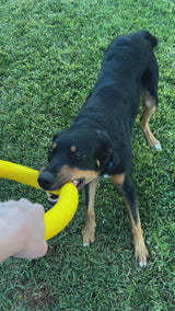 Dog Toy Ring